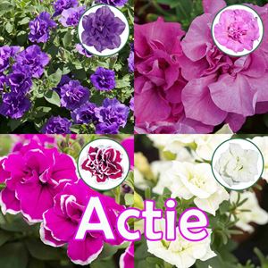 Afbeelding van Petunia P12 "Actie" Double Divers